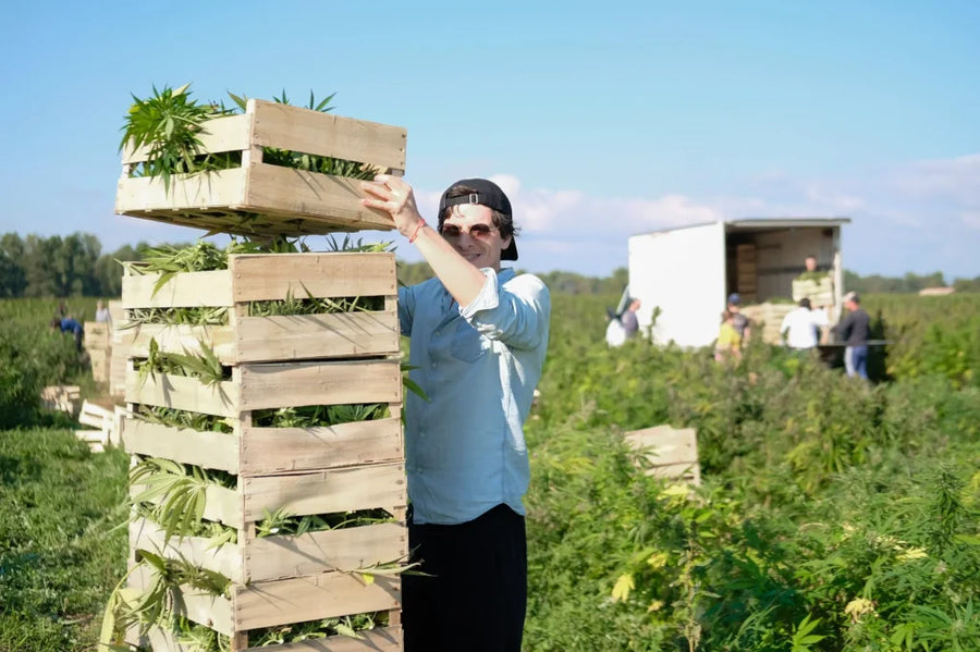 Production de CBD français en Rhône-Alpes